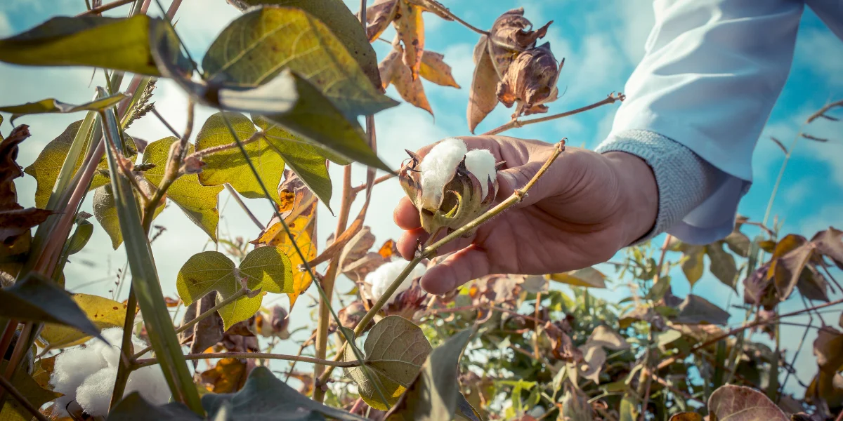 What Is Kala Cotton, Kala Cotton Dress Material, Kala Cotton History, Organic Kala Cotton Fabric, Cotton Fabric Types, Spinning Process Of Cotton, Handloom Cotton, Ancient Cotton Of India, Sustainable Practices, Indian Textile Heritage, Sustainable Lifestyle, Kala Cotton Dress Material, Handloom Cotton Fabric, Sepia Stories
